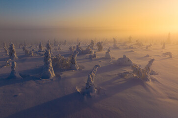 Drone view of snow covered trees in sunset light © arai