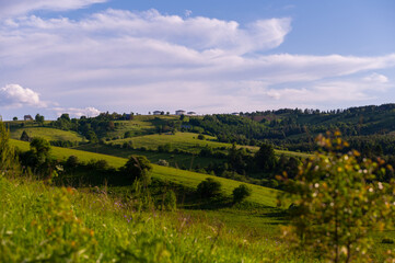 Fototapeta premium vineyard in region