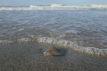 shell on the beach
