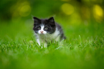 Black and white kitten in green grass at sunset