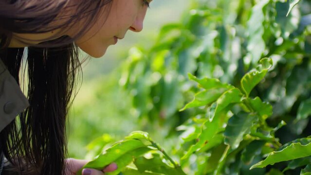 Close-Up of a Girl Analyzing Leaves on a Coffee Plant in a Rural Setting. Young Woman Examining Coffee Plant Leaves in a Rural Environment