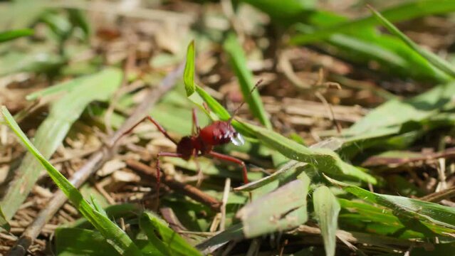 Macro Shot of a Red Leaf-Cutter Ant in Its Natural Habitat. Close-Up of a Red Leaf-Cutter Ant Walking on Green Grass