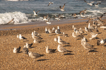 seagulls by the ocean 