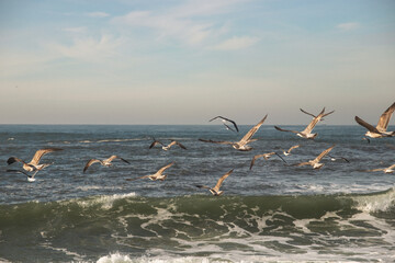 seagulls by the ocean 