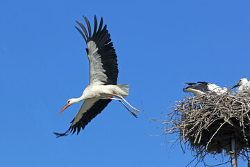 White stork flying from nest
