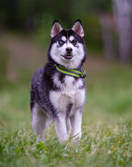 A young husky with different colored eyes, one blue and the other brown, poses for the camera. © zebronit