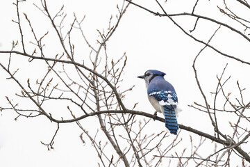 American Blue Jay in a tree of bare branches in early springtime in Ontario with white background