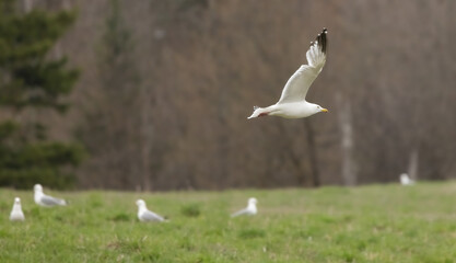 Seagull in flight over a field with bare trees in background in spring rain