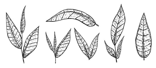 Set of green tea leaves in hand drawn sketch style