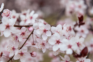pink cherry blossom