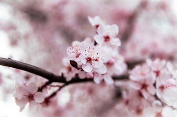 cherry blossom