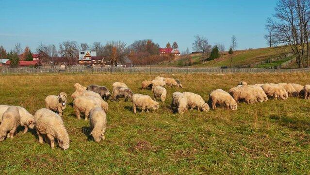 Timelapse large otara of sheep graze in a pasture near the village.