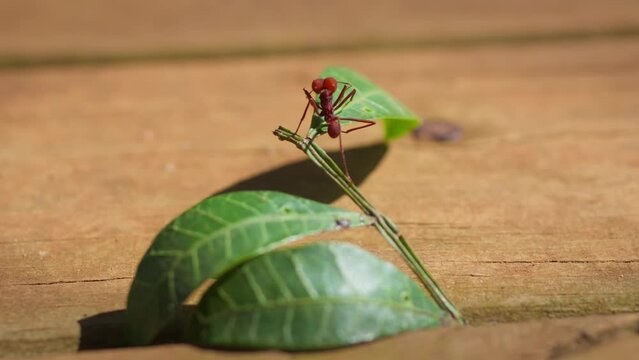 Close-Up of a Red Leaf-Cutter Ant Climbing on Leaves. Macro Shot of a Red Leaf-Cutter Ant Navigating Leaves