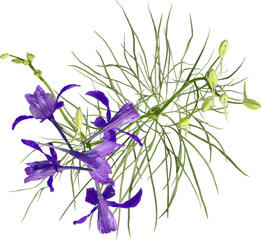 Top view of Field Larkspur plant with purple flower