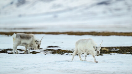 Naklejka premium The Svalbard reindeer (Rangifer tarandus platyrhynchus) in early spring