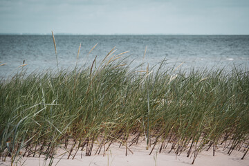 Dune grass on the beach of the Baltic Sea