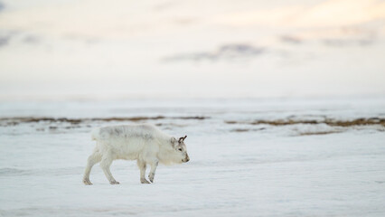 The Svalbard reindeer (Rangifer tarandus platyrhynchus) in early spring