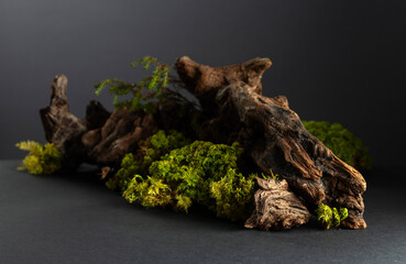 Abstract north nature scene with a composition of lichen, moss, and old snags.