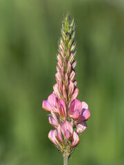 Sainfoin, Onobrychis viciifolia, growing on a cliff top, Norfolk, England