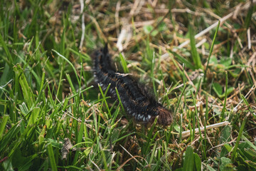 the caterpillar of a moth butterfly crawls across the grass