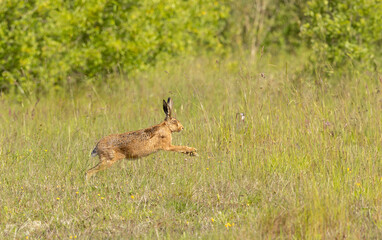 European brown hare lepus europaeus leaping © © Raymond Orton