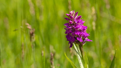 close up of Early Marsh-orchid - Dactylorhiza incarnata, pink bloom against a green defocuaed background