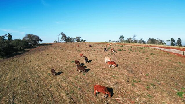 Aerial Shot of Cows Grazing and Revealing a Scenic Mountainous Rural Setting. Drone View of Cattle Grazing in a Sunny Rural Landscape