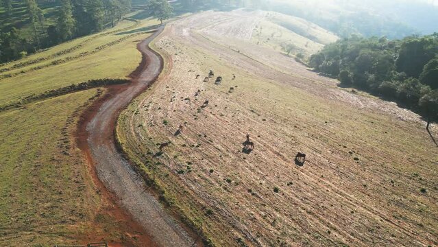 Aerial Shot of Cows Grazing in a Scenic Countryside with a Winding Rural Road. Drone View of Cattle Silhouettes Grazing Near a Rural Road