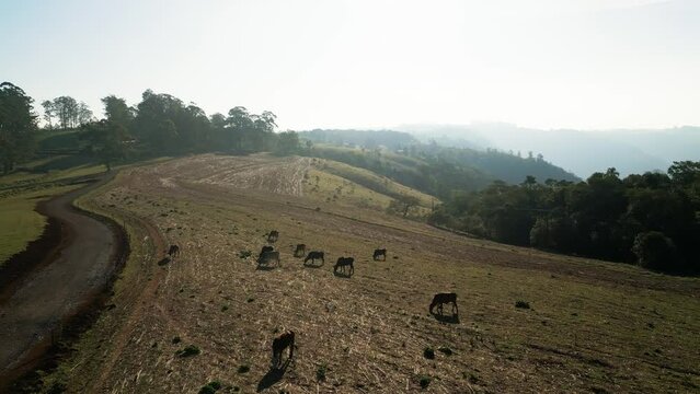 Drone View of Grazing Cattle Silhouettes in a Misty Rural Landscape. Aerial Shot Revealing Cows Grazing in a Scenic Countryside with Fog and Mountains