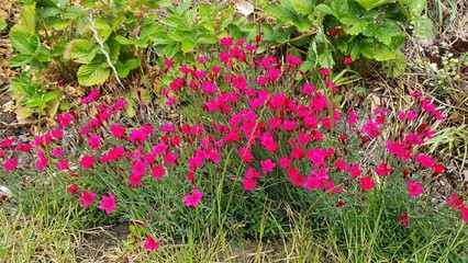 Sweden. Dianthus deltoides, the maiden pink, is a species of Dianthus native to most of Europe and western Asia. It can also be found in many parts of North America, where it is an introduced species.