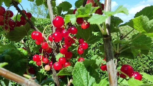 leckere reife rote Johannisbeeren - Erntezeit im Garten, frisch, gesund, Vitamine, Beerenstrauch, Marmelade, Smoothie, Gesundheit