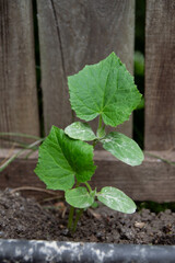 young cucumbers grow on a bed under drip irrigation