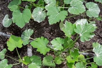 young zucchini growing on a bed under drip irrigation sprinkled with ash