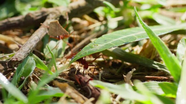 Macro Shot of a Red Leaf-Cutter Ant Carrying a Large Green Leaf. Close-Up of a Red Leaf-Cutter Ant Struggling with a Heavy Green Leaf
