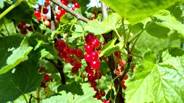 leckere reife rote Johannisbeeren - Erntezeit im Garten, frisch, gesund, Vitamine, Beerenstrauch, Marmelade, Smoothie, Gesundheit
