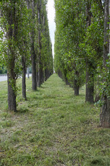 Vertical photo of an alley of tall trees. Botany.