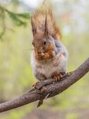 Obraz premium The squirrel with nut sits on a branches in the spring or summer.