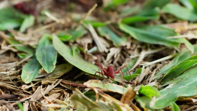 Macro Shot of a Red Leaf-Cutter Ant Attempting to Lift a Large Leaf. Close-Up of a Red Leaf-Cutter Ant Struggling with a Heavy Leaf