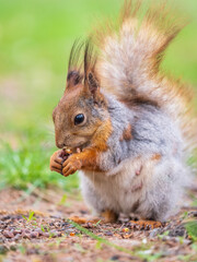 Squirrel eats a nut while sitting in green grass. Eurasian red squirrel, Sciurus vulgaris