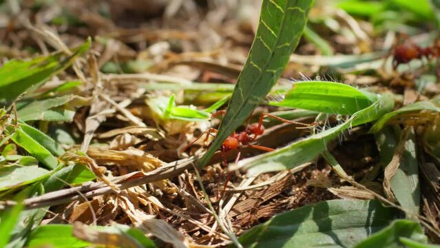 Macro Shot of a Red Leaf-Cutter Ant Transporting a Green Leaf. Close-Up of a Red Leaf-Cutter Ant Carrying a Green Leaf
