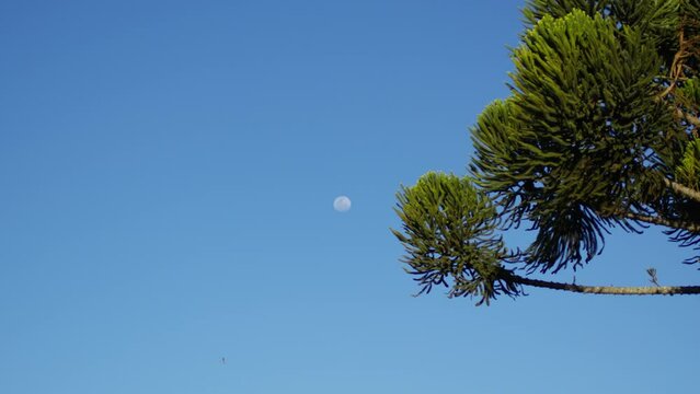 Serene Scene with Moon, Green Tree Leaves, and Bird in Flight. Moon and Tree Branch. Clear Blue Sky.