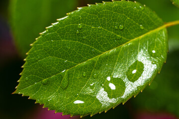 Green rose leaf with raindrops 