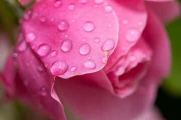 Close up of a pink rose with raindrops 