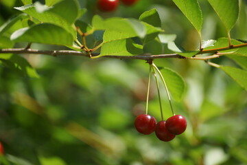 Obraz premium cherry on the street 