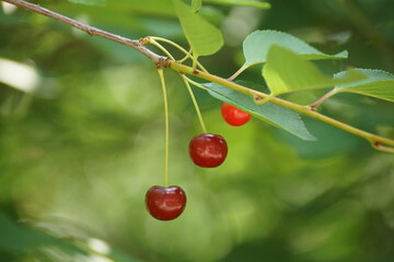 Obraz premium cherries on a tree