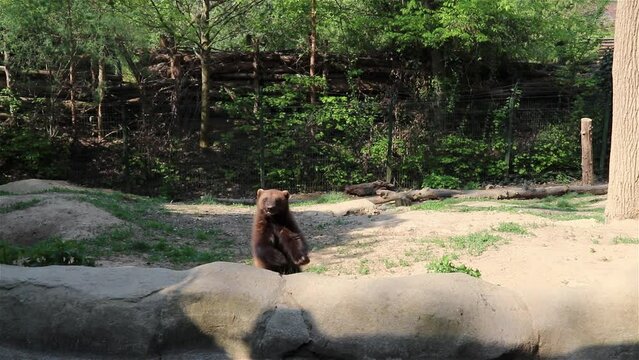 Playful wolverine also known as Gulo gulo.	
