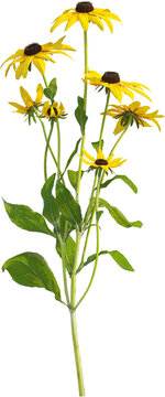 Top view of Black Eyed Susan plant with yellow flower