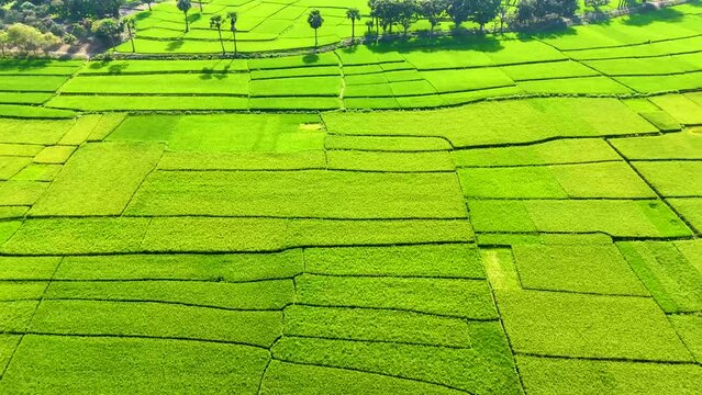 beutiful natural rice field green weather drone video aerial view rice field top view 4K aerial views paddy at west bengal, India and Bangladesh