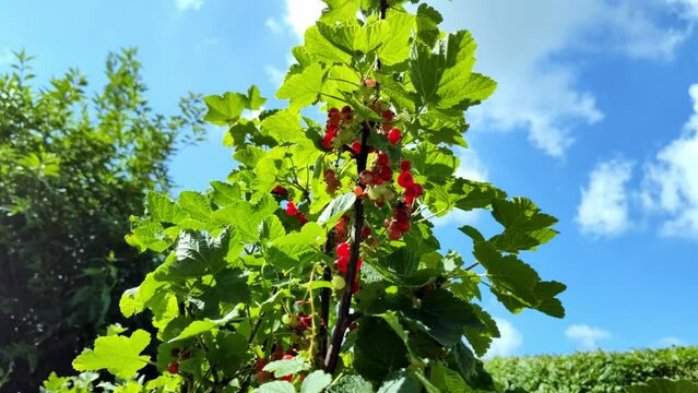 leckere reife rote Johannisbeeren - Erntezeit im Garten, frisch, gesund, Vitamine, Beerenstrauch, Marmelade, Smoothie, Gesundheit