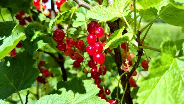 leckere reife rote Johannisbeeren - Erntezeit im Garten, frisch, gesund, Vitamine, Beerenstrauch, Marmelade, Smoothie, Gesundheit